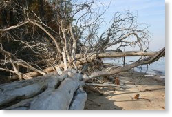 Driftwood along the lower St. Mary's River